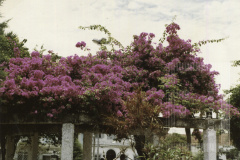 Primaveras da Praça do Cruzeiro
