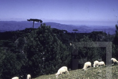 Animais pastando em montanha