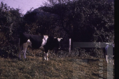 Vacas perto de cerca