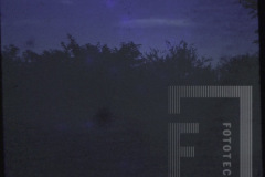 Árvores ao anoitecer