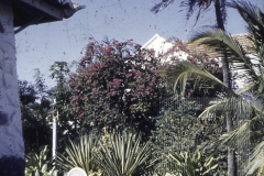 Jardim