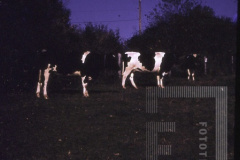 Vacas pastando
