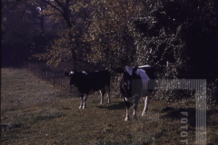 Vacas pastando