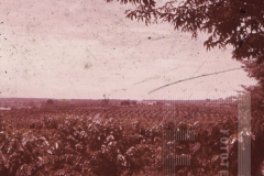 Paisagem rural