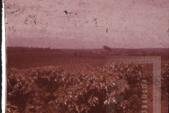 Paisagem rural