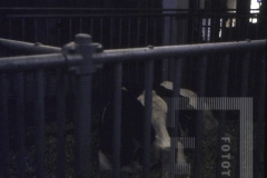 Vaca no celeiro