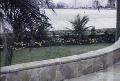 Jardim