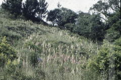 Paisagem de Campos do Jordão