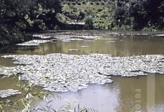 Paisagem de Campos do Jordão