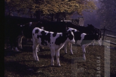 Vacas perto de cerca