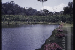 Lago em flores