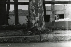 Vista da árvore